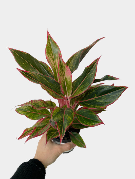 Aglaonema Siam aka Chinese Evergreen Plant (Various Sizes)
