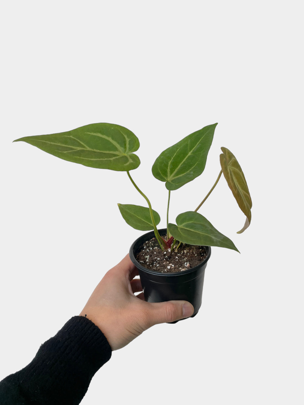 Anthurium magnificum - 4" Pot