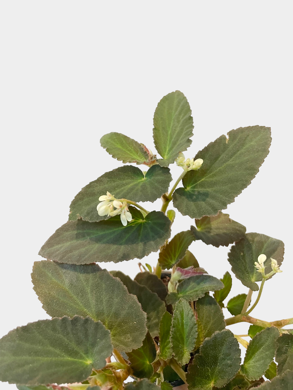 Begonia Withlacoochee - 4" Pot