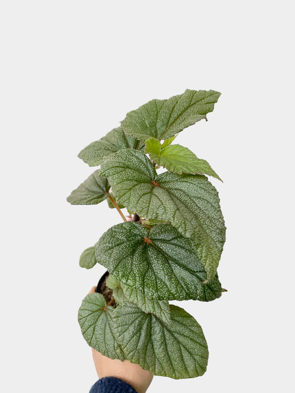 Begonia Sinbad - 4" Pot