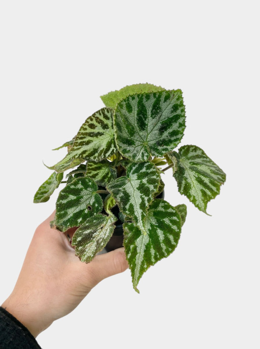 Begonia Imperialis - 4" Pot