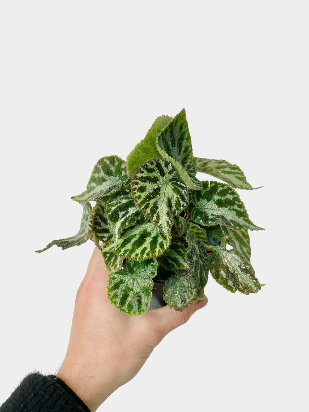 Begonia Imperialis - 4" Pot