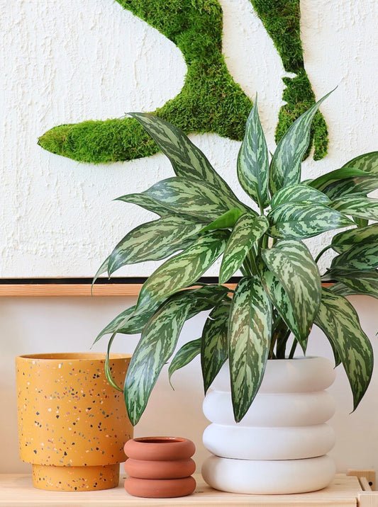 Aglaonema Tigress aka Chinese Evergreen Plant (Various Sizes)