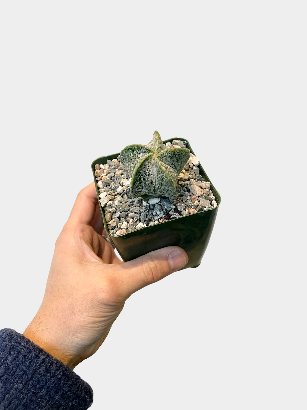 Cactus Astrophytum Myriostigma aka Bishop's Cap Cactus - 4" Pot