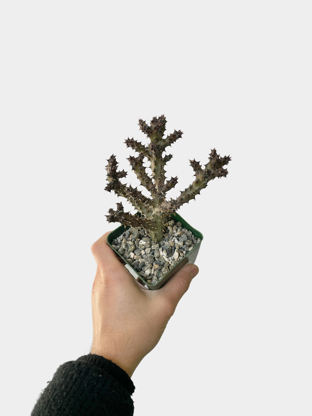 Cactus Edithcolea Grandis - 4" Pot