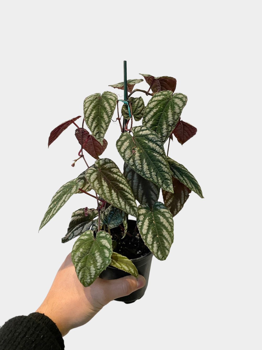 Cissus Discolor aka Rex Begonia Vine - 4" Pot