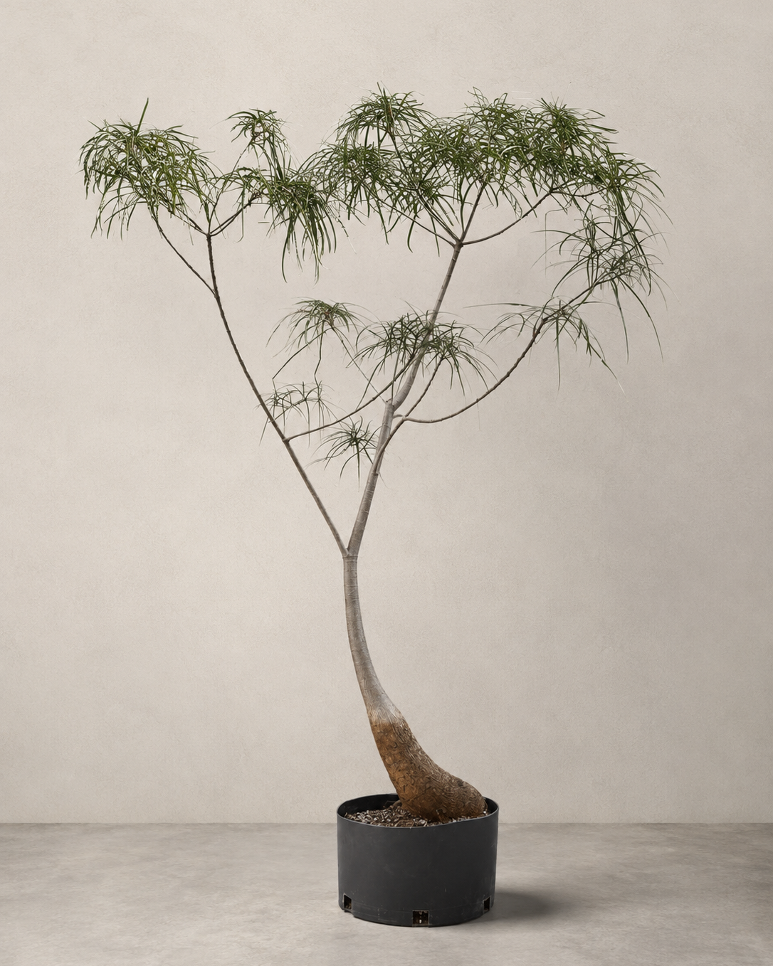 Brachychiton rupestris / Queensland Bottle Tree