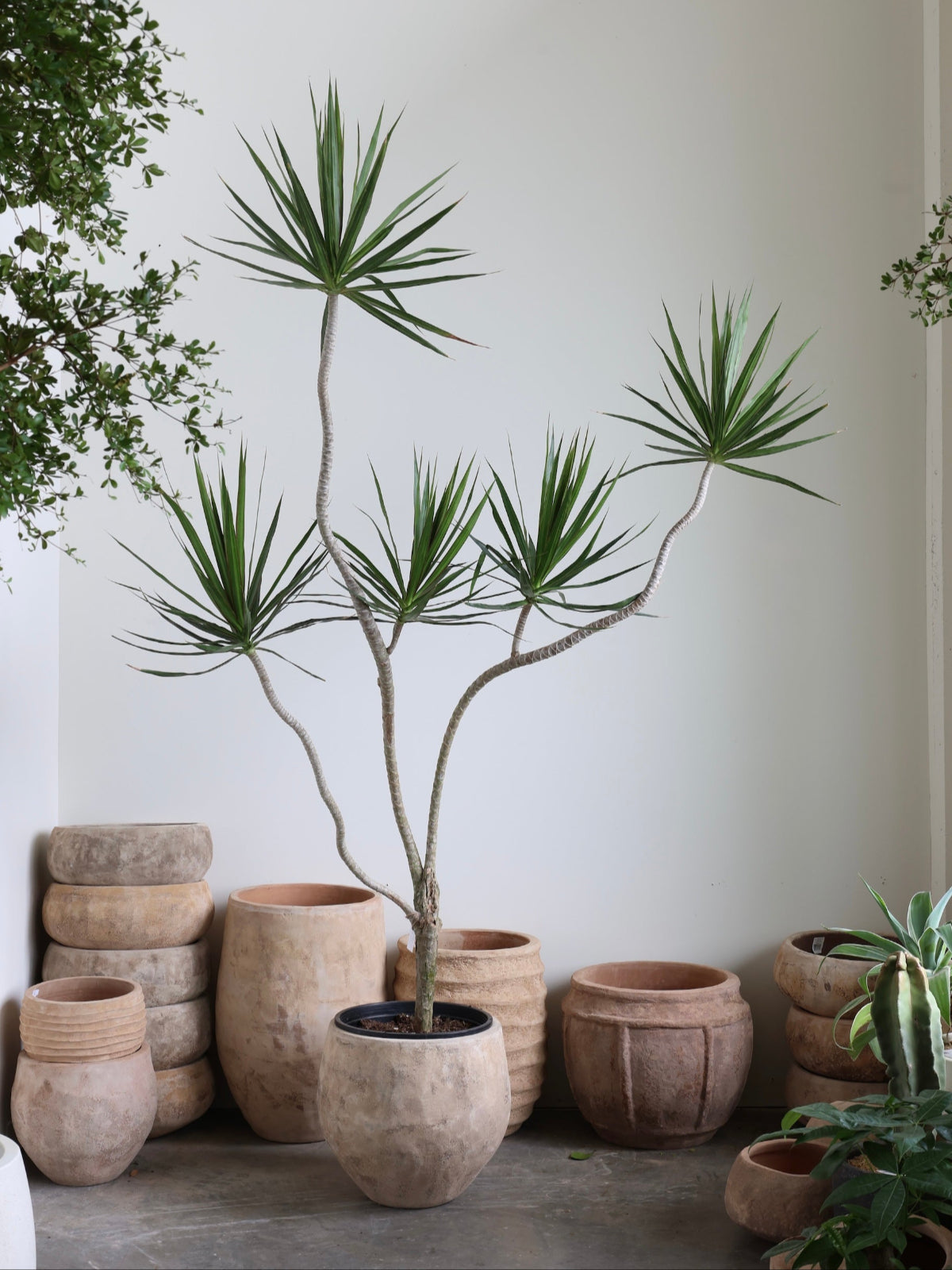 big prayer plant Maranta Red (Prayer Plant)