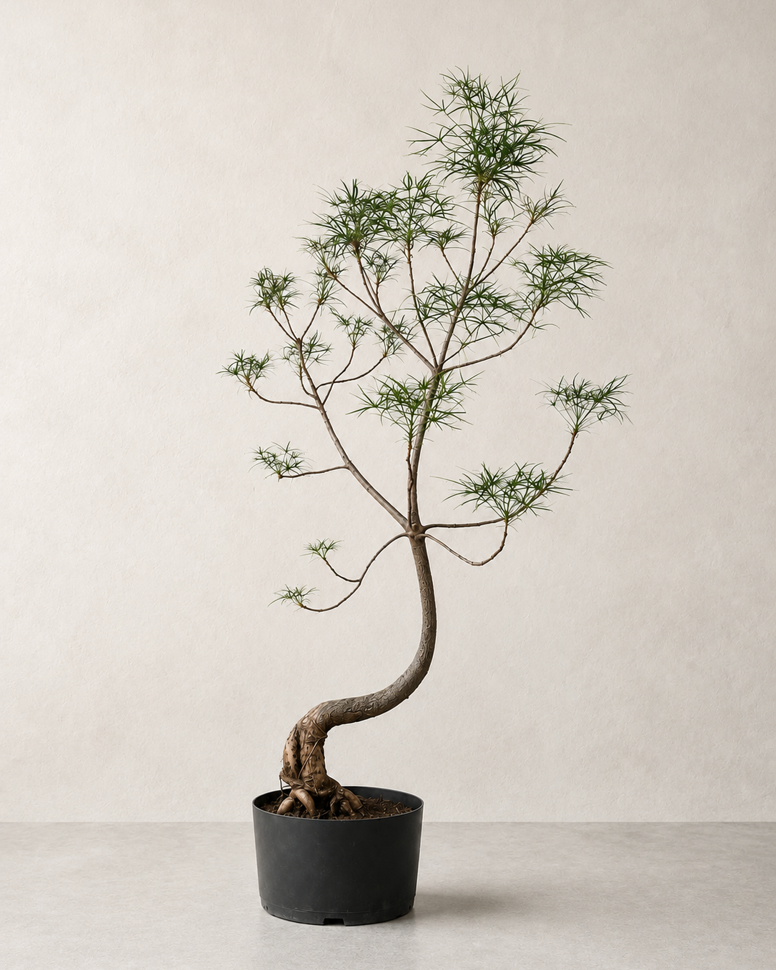 Brachychiton rupestris / Queensland Bottle Tree