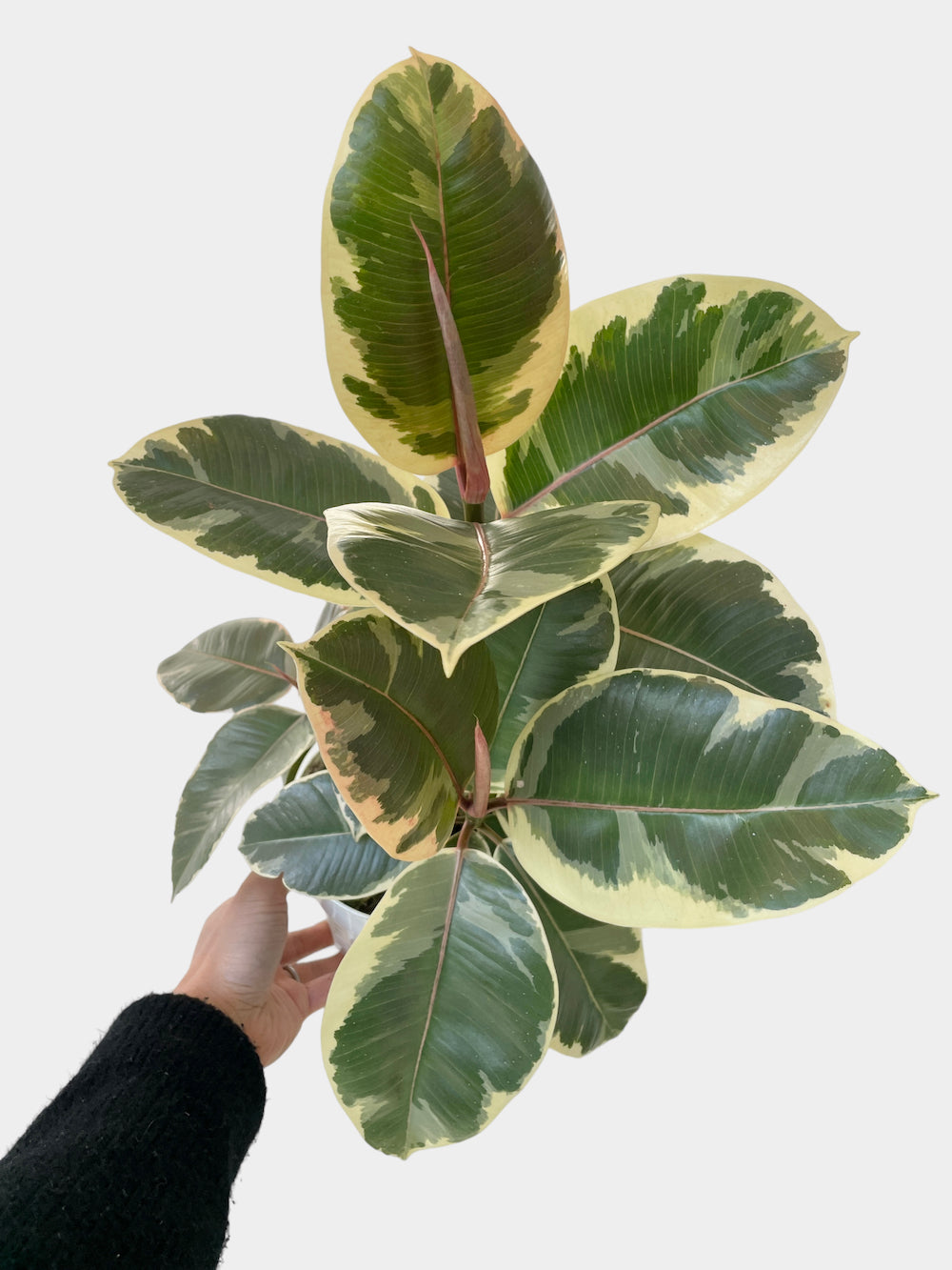 Ficus Elastica Tineke aka Rubber Plant - Bush Form