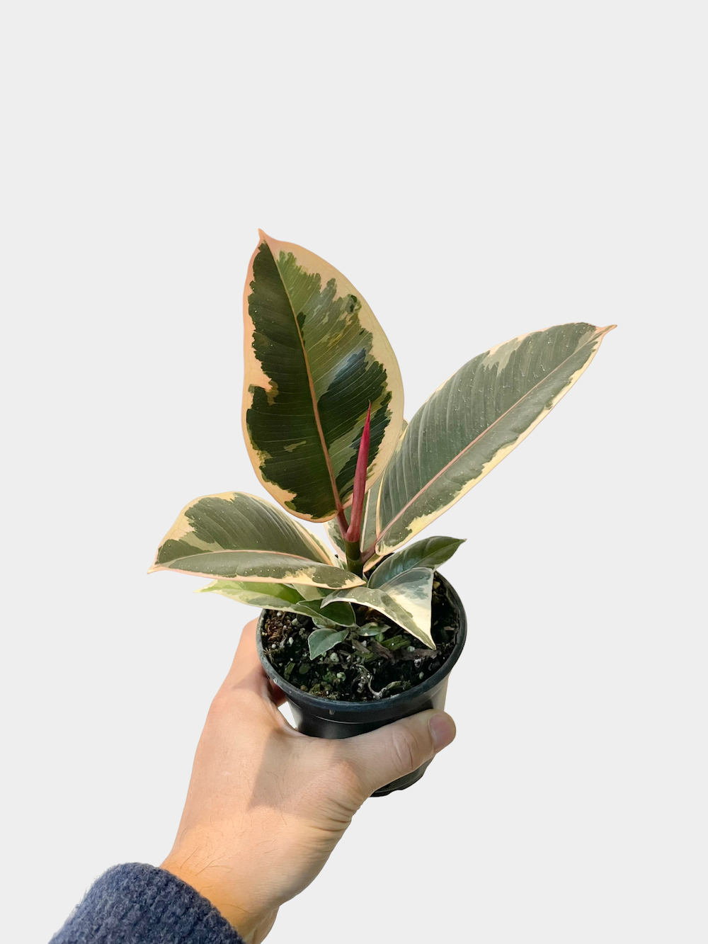 Ficus Elastica Tineke aka Rubber Plant - Bush Form