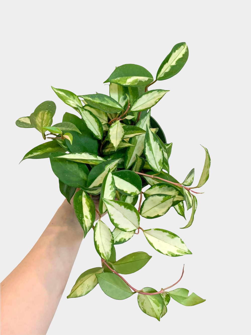 Hoya Carnosa Krimson Princess