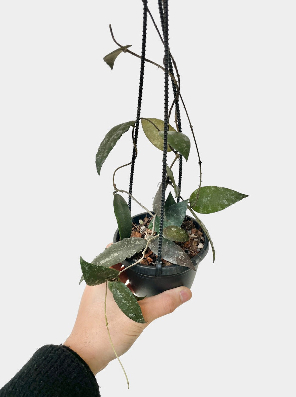Hoya Caudata - 4" Pot
