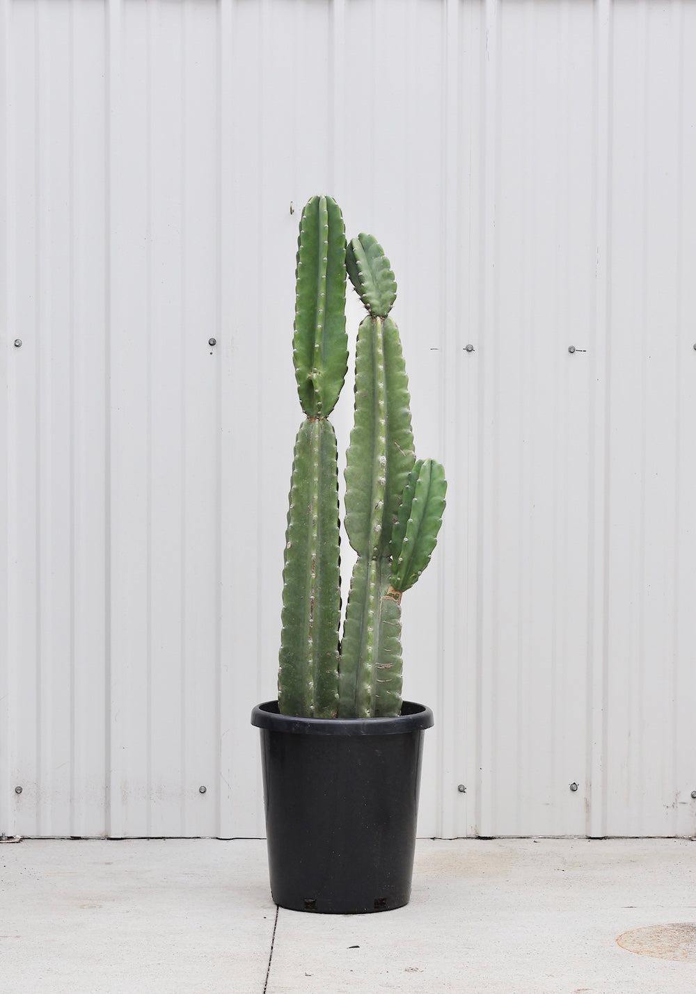 Cactus Cereus peruvianus