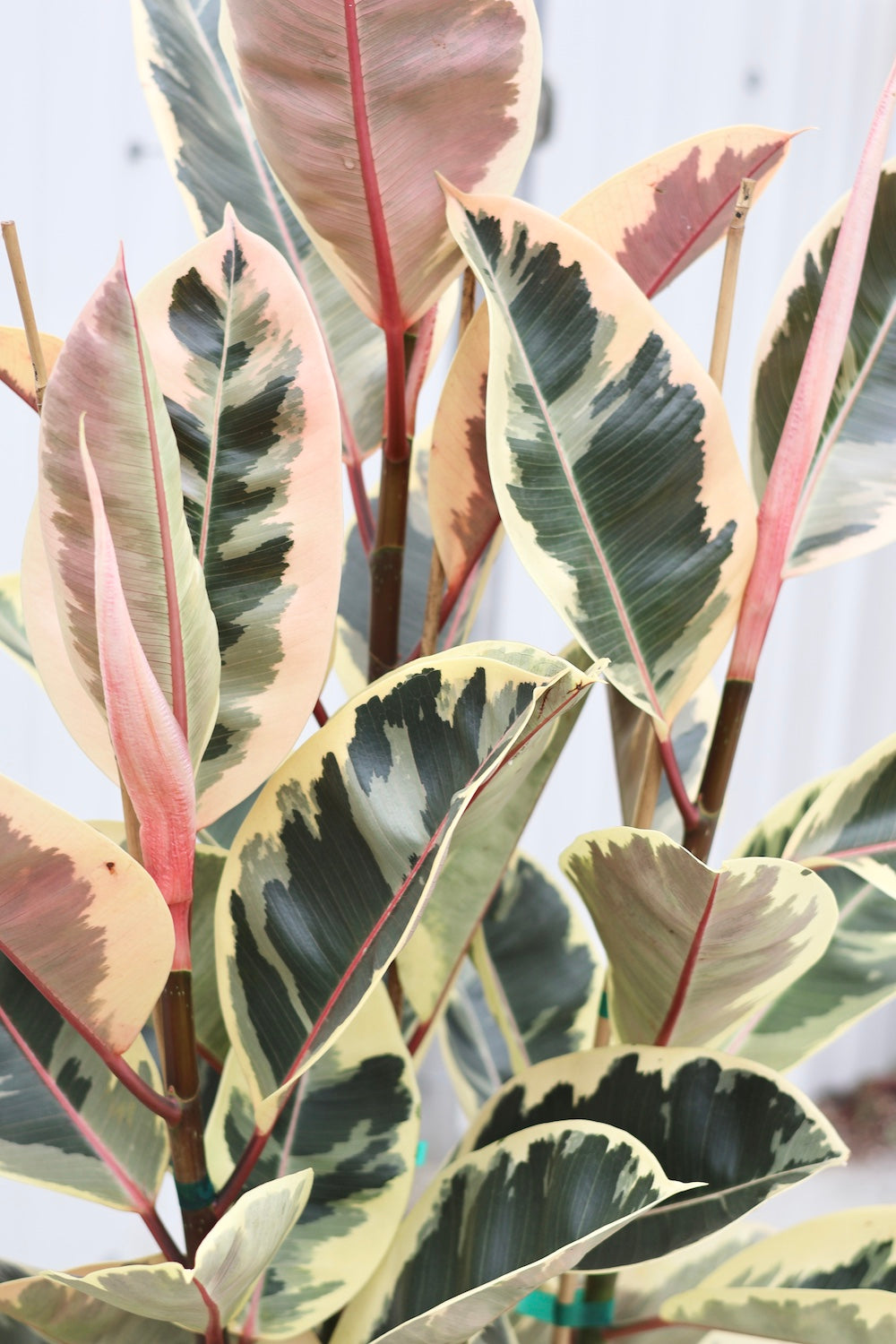 Ficus Elastica Tineke aka Rubber Plant - Bush Form