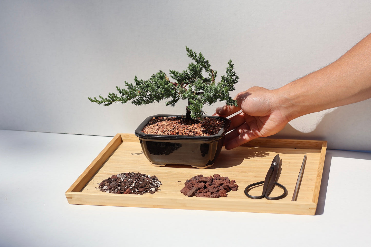 Bonsai Workshop for Beginners by Robert Cho