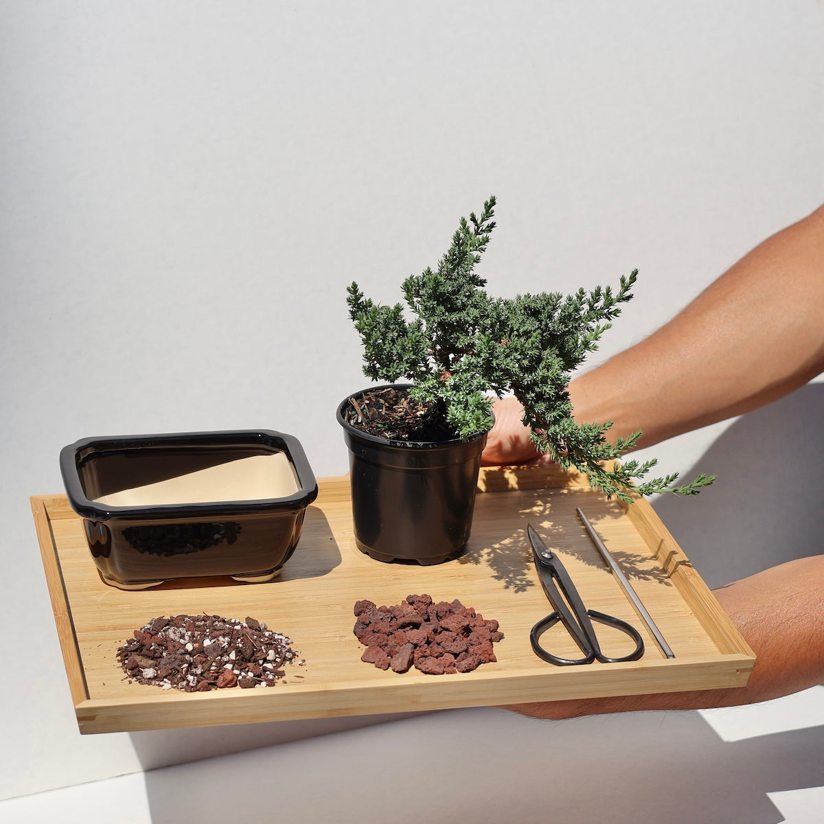 Bonsai Workshop for Beginners by Robert Cho