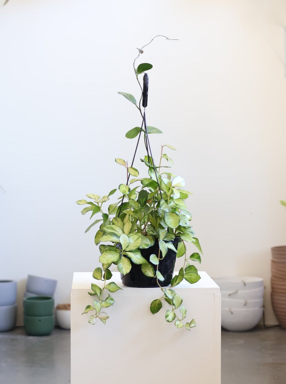Hoya Australis Tricolor aka Wax Plant (4 Inch Nursery Pot and Up)