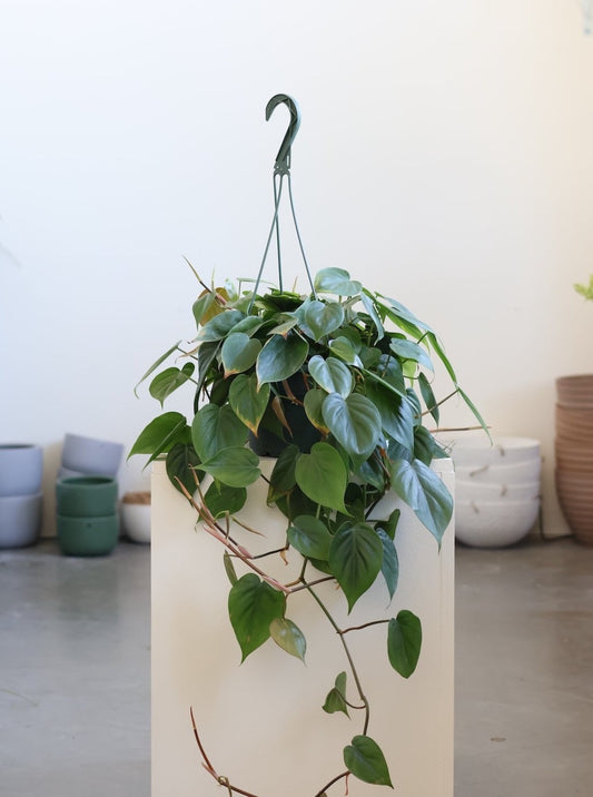 Philodendron Cordatum