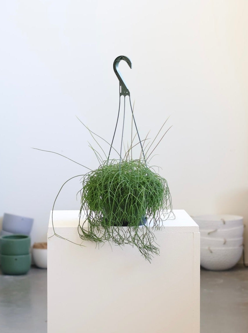 Cactus Rhipsalis baccifera aka Mistletoe Cactus - 6” Hanging Basket