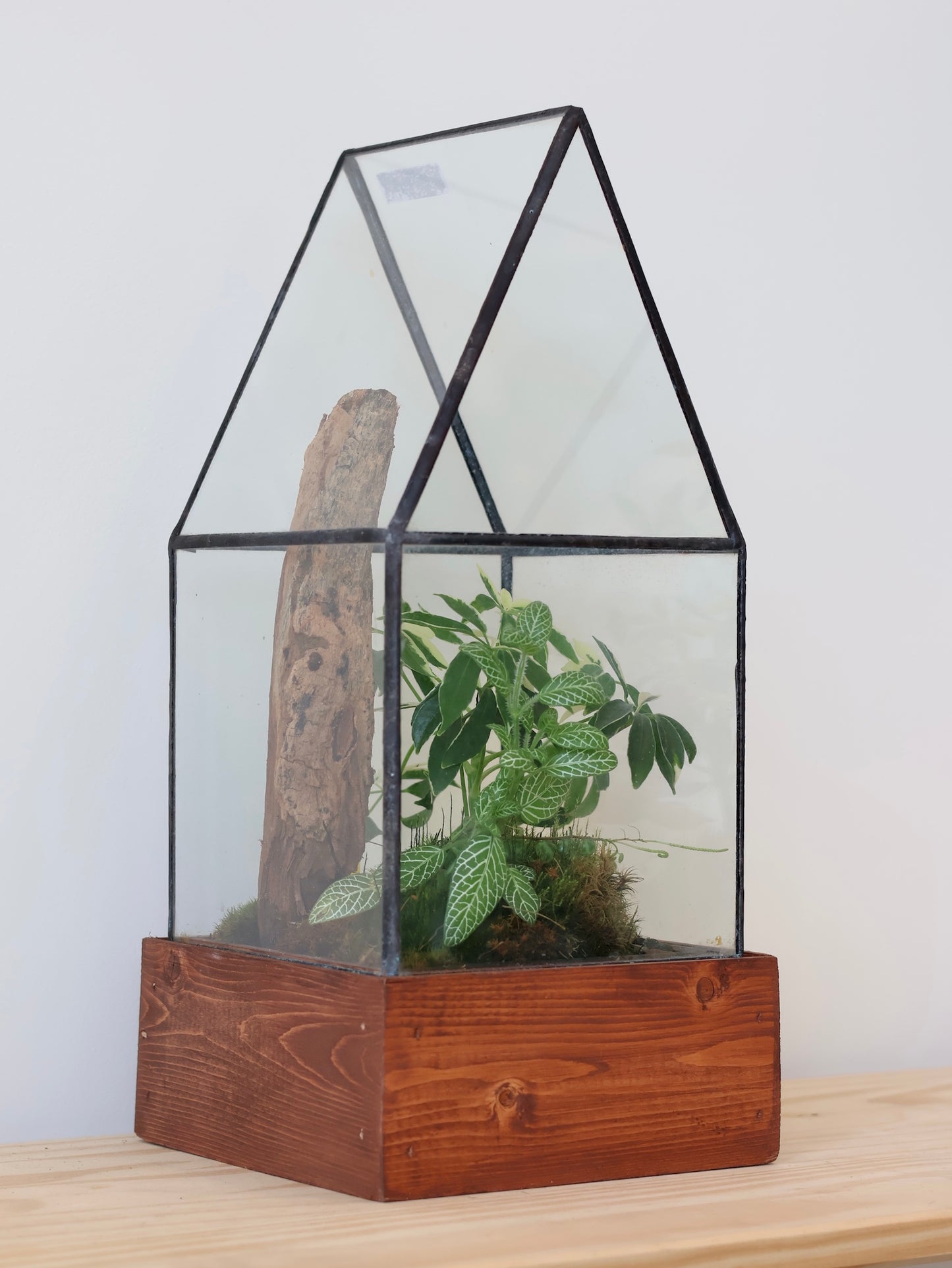 Cape Cod Terrarium