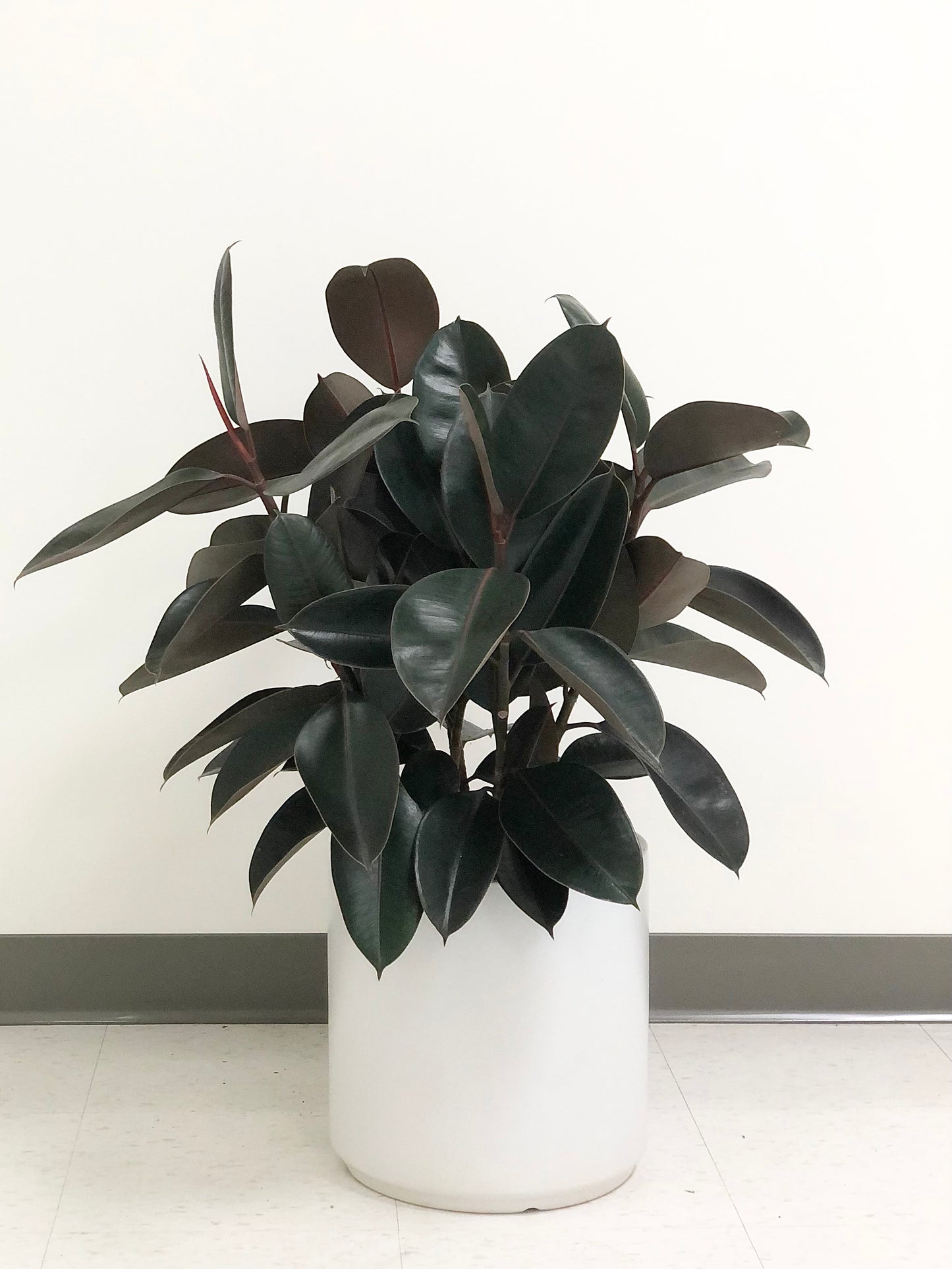 Ficus Elastica Burgundy aka Rubber Plant - Bush Form