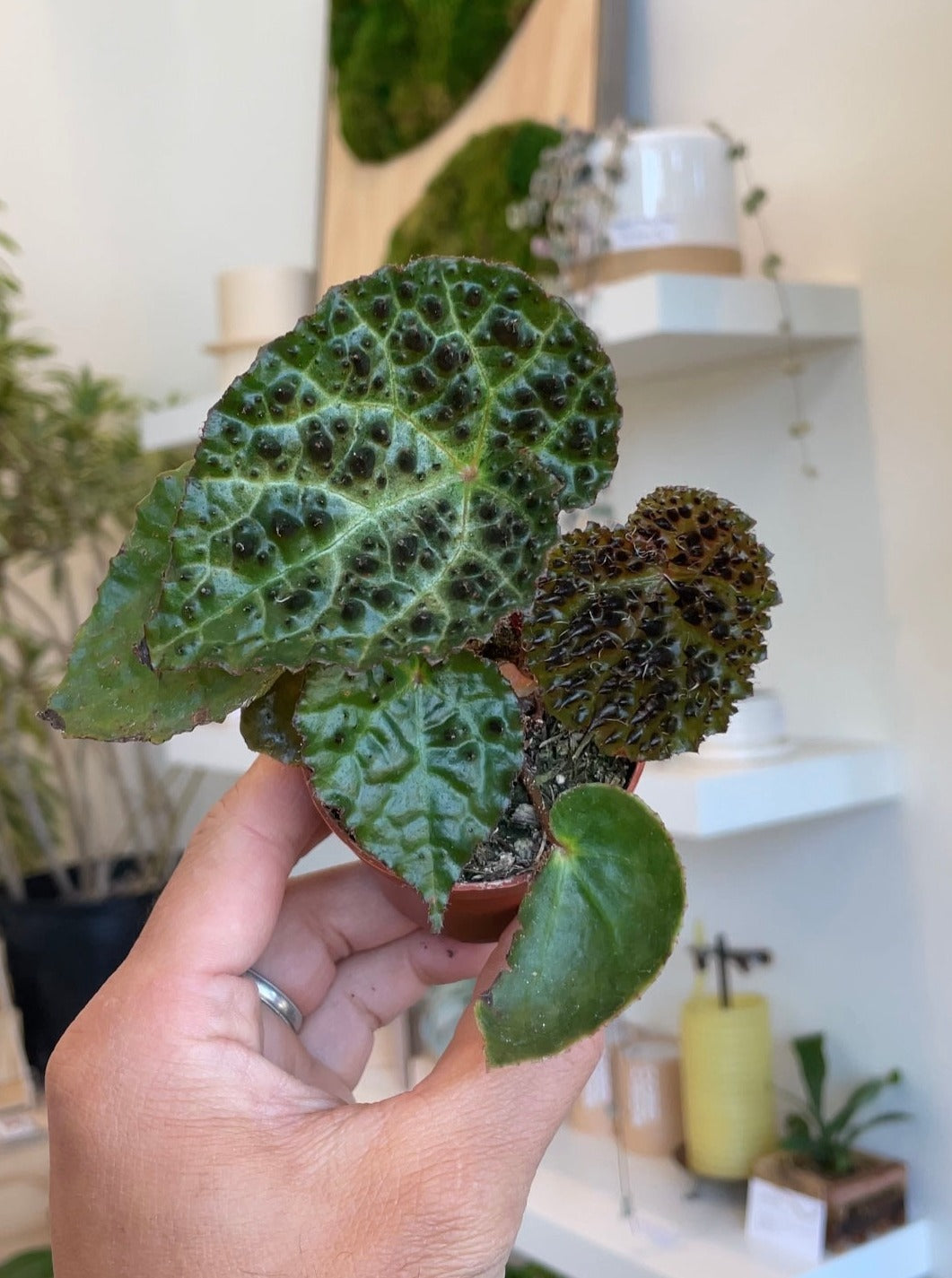 Begonia ferox