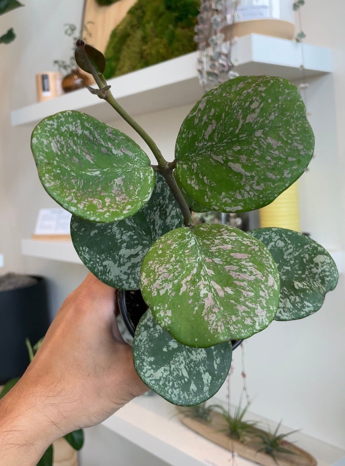 Hoya Obovata Splash
