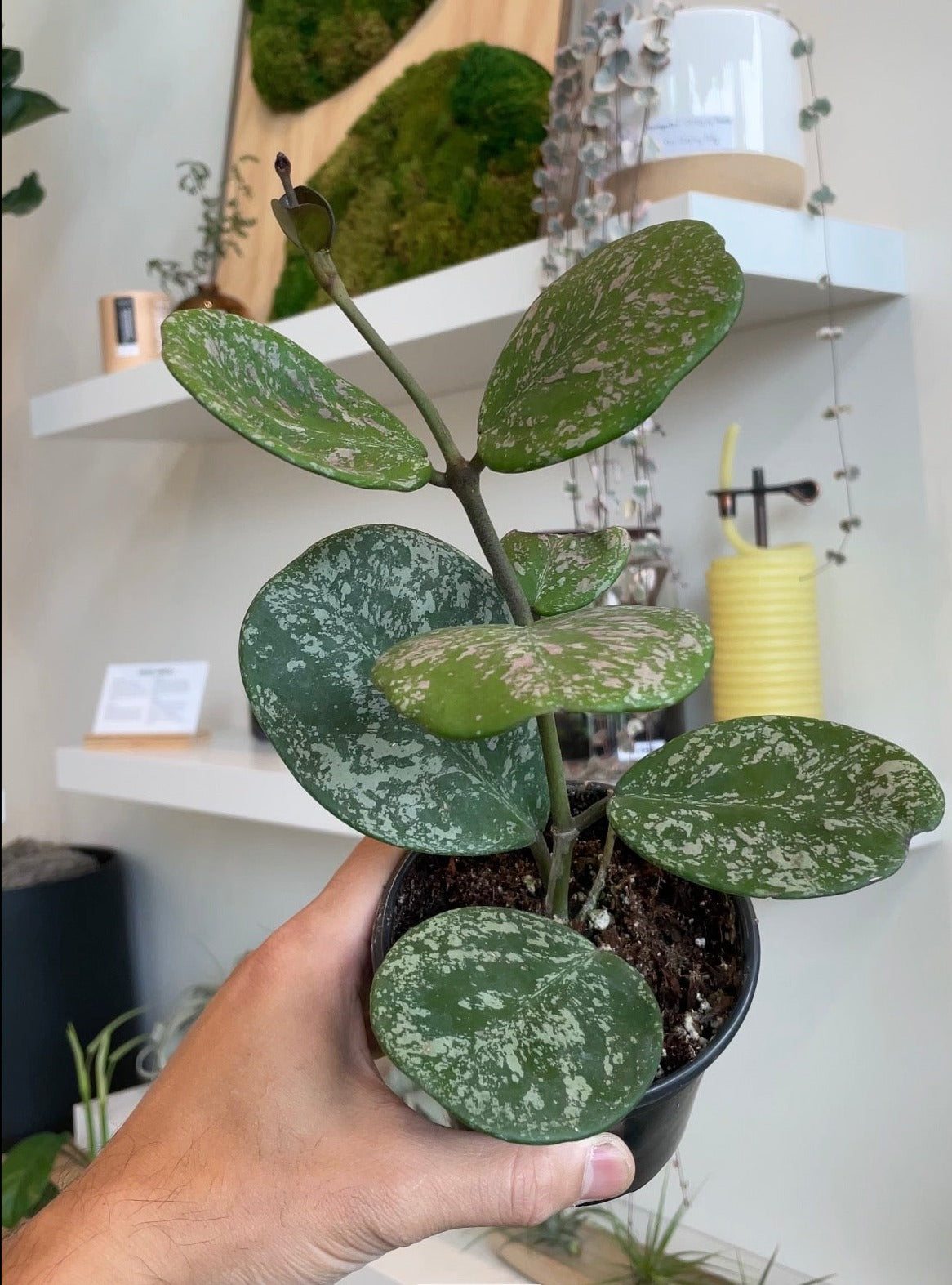 Hoya Obovata Splash