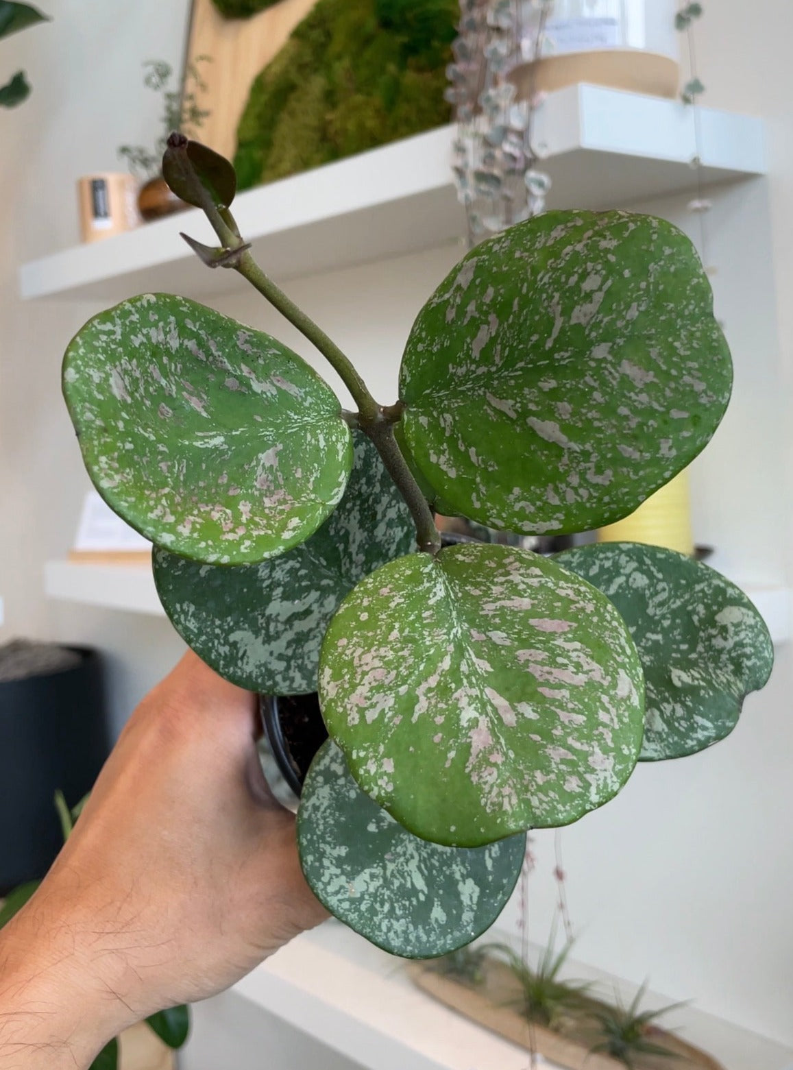 Hoya Obovata Splash