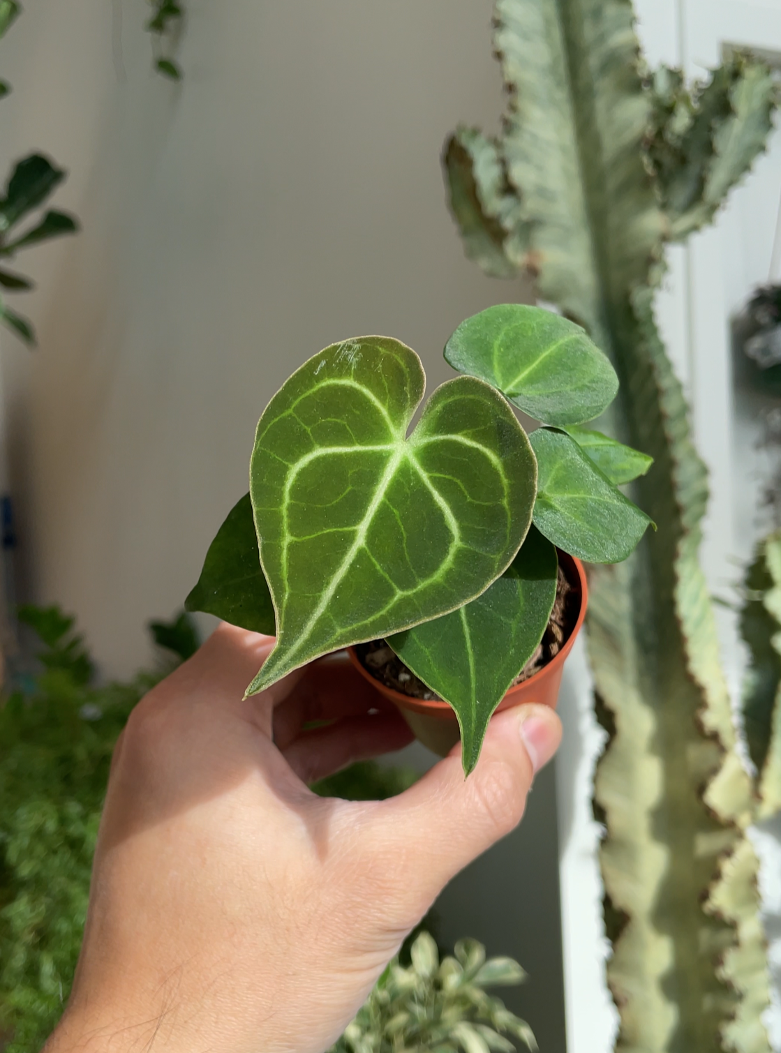 Anthurium Clarinervium