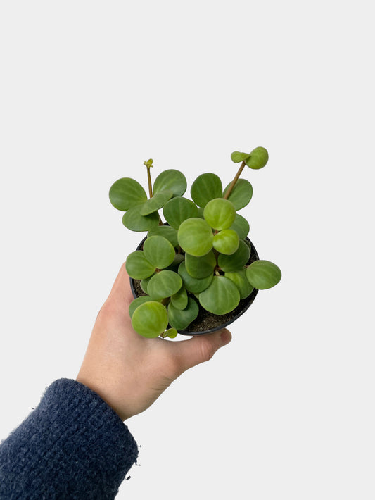 Peperomia Hope