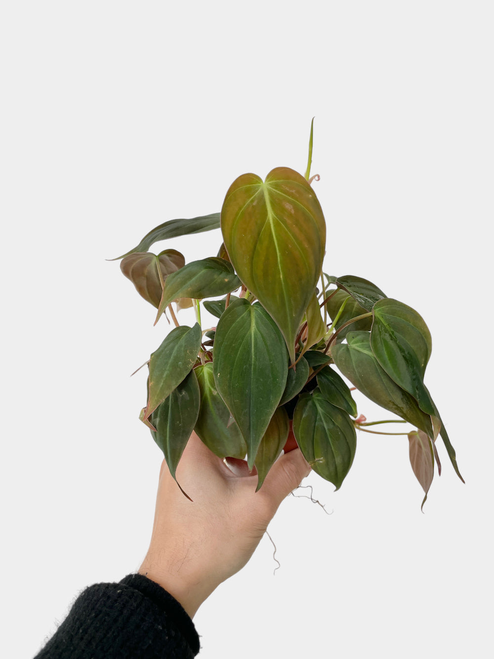 Philodendron Micans