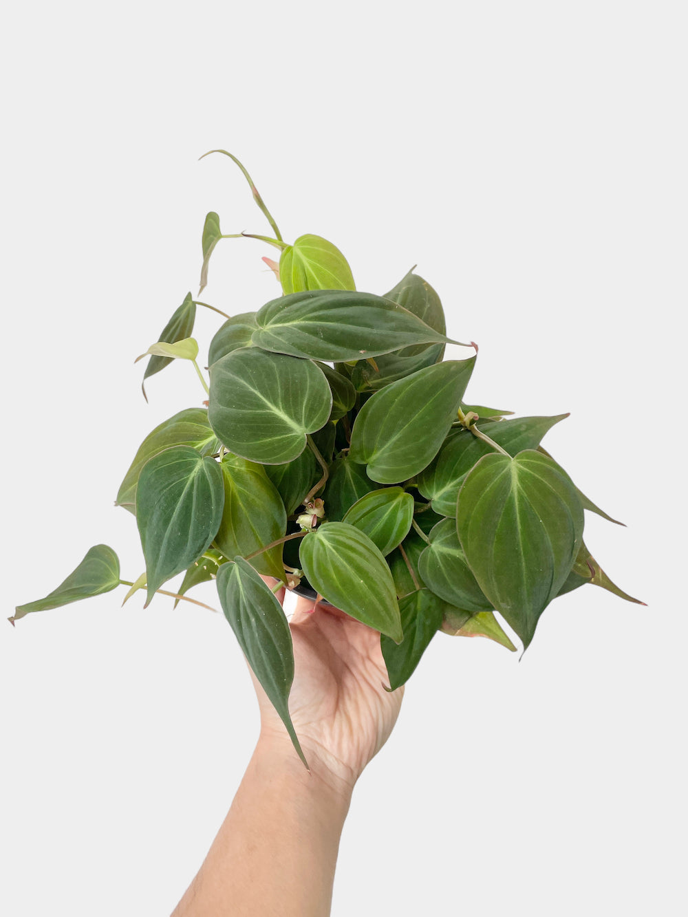 Philodendron Micans
