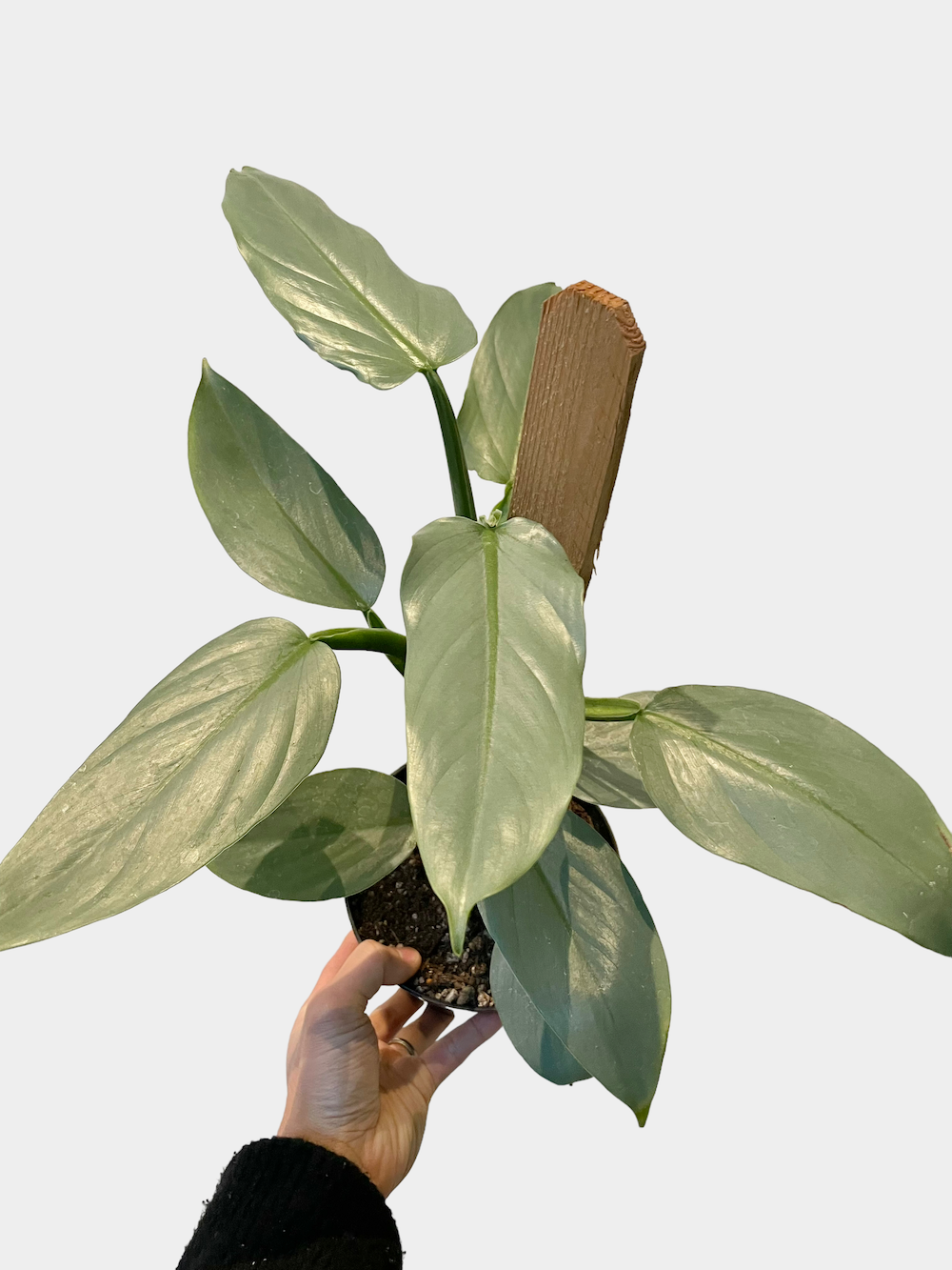 Philodendron Silver Sword - 4" Pot