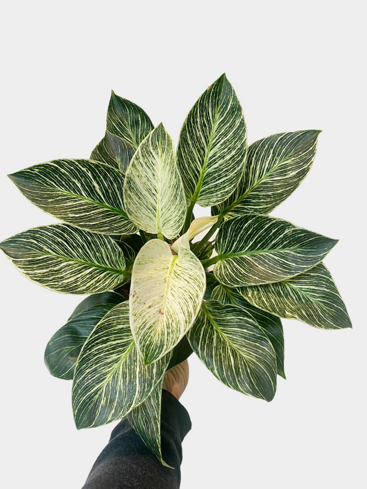 Philodendron Birkin - 6" Pot