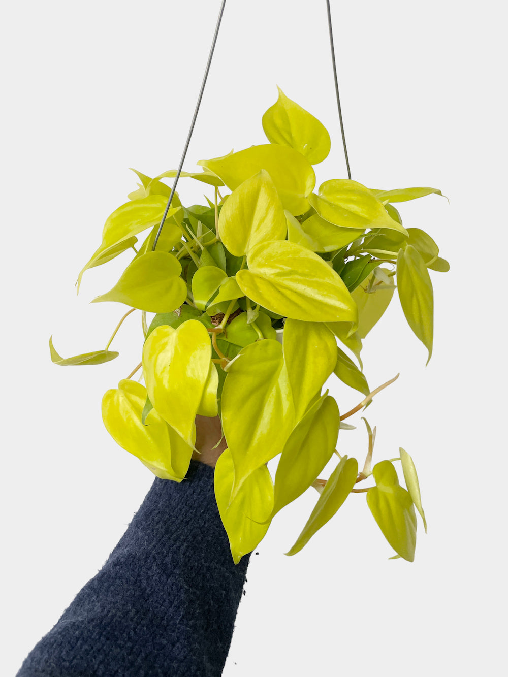 Philodendron Cordatum Neon