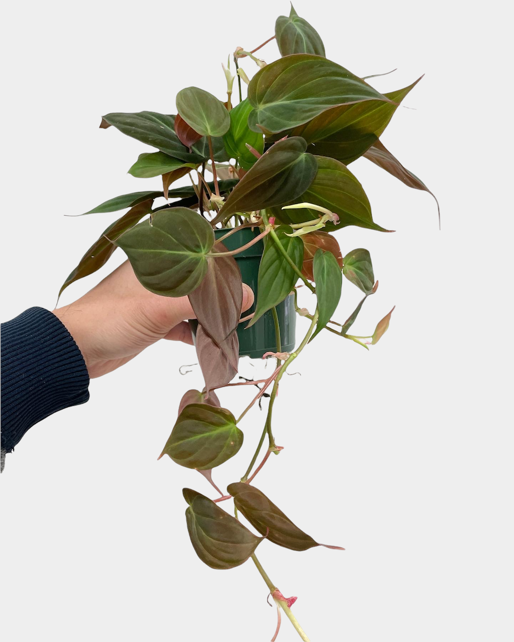 Philodendron Micans