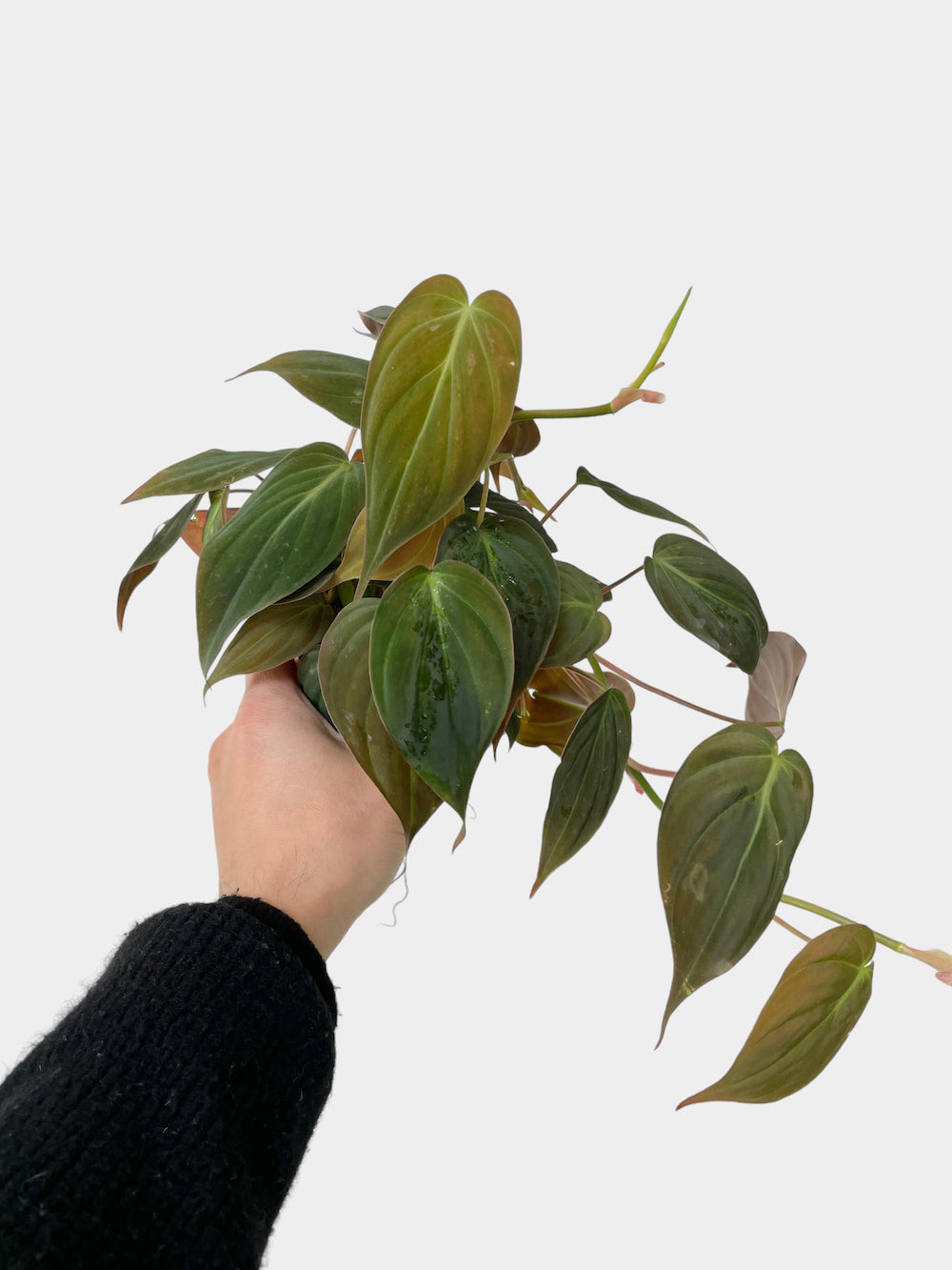 Philodendron Micans