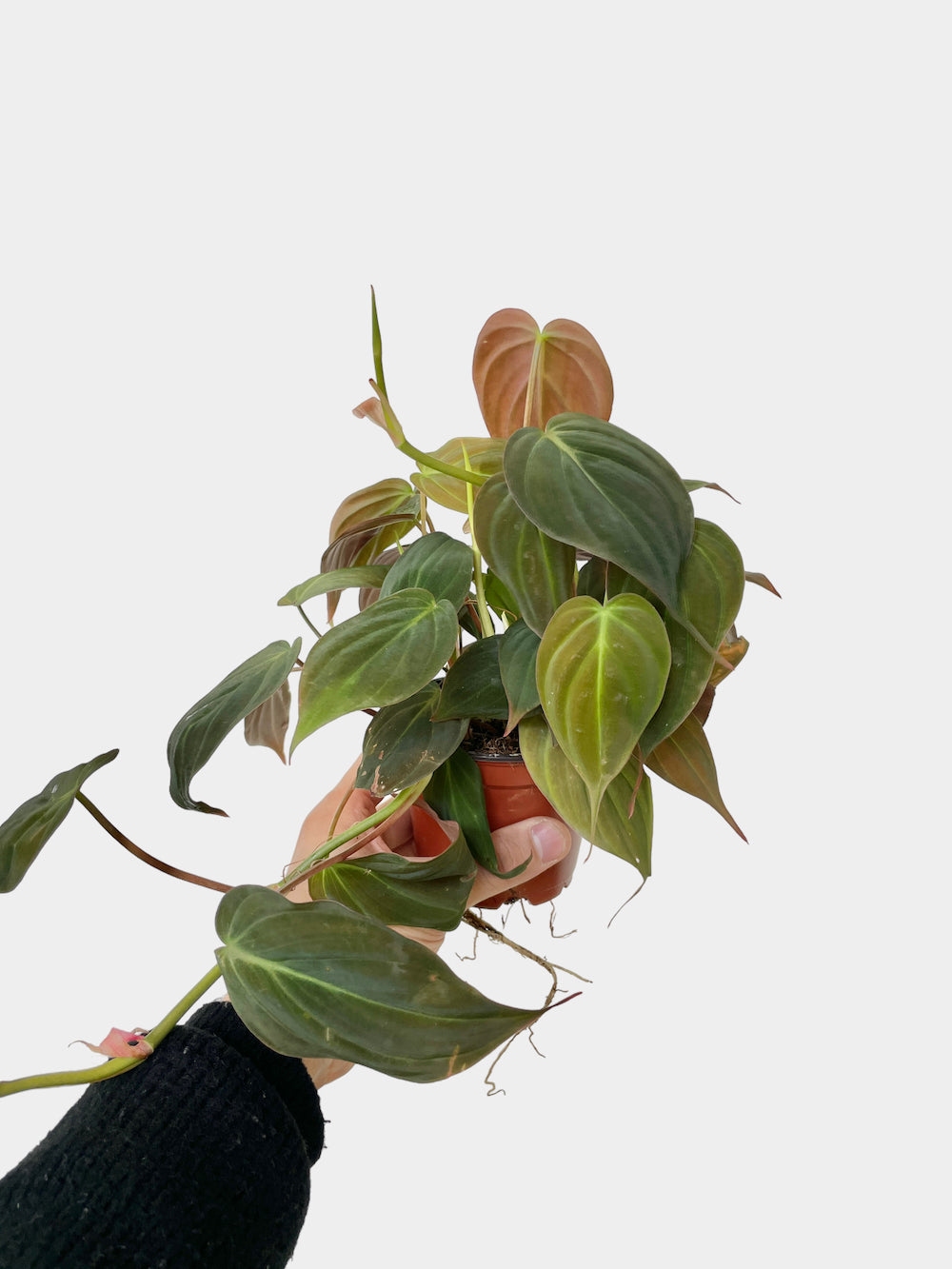 Philodendron Micans