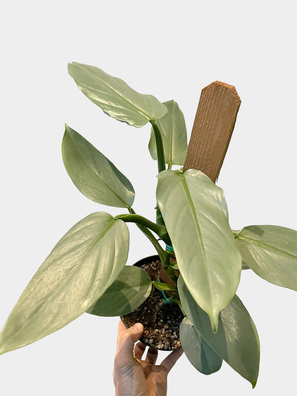 Philodendron Silver Sword - 4" Pot