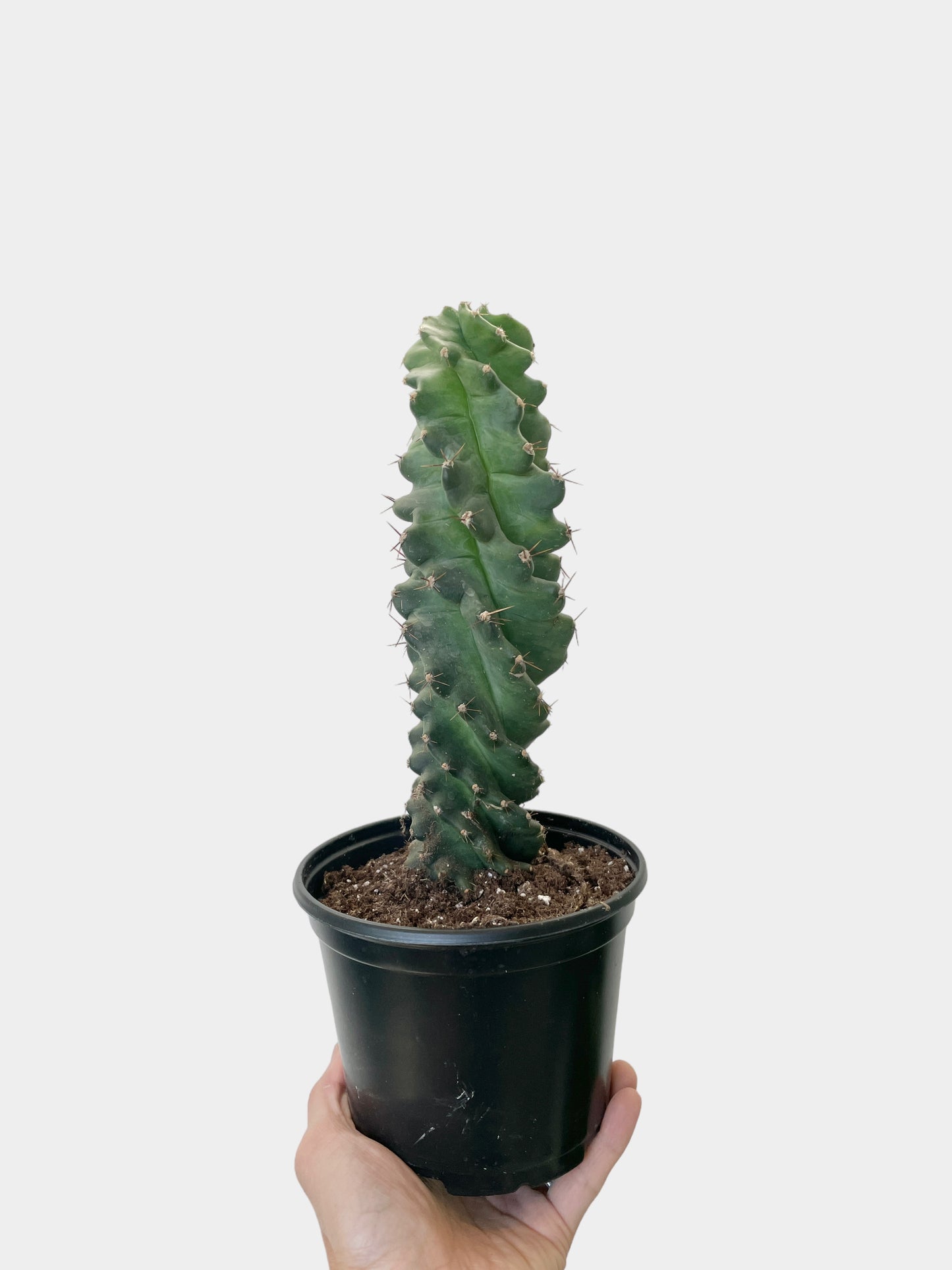 Cactus Cereus forbesii 'spiralis'