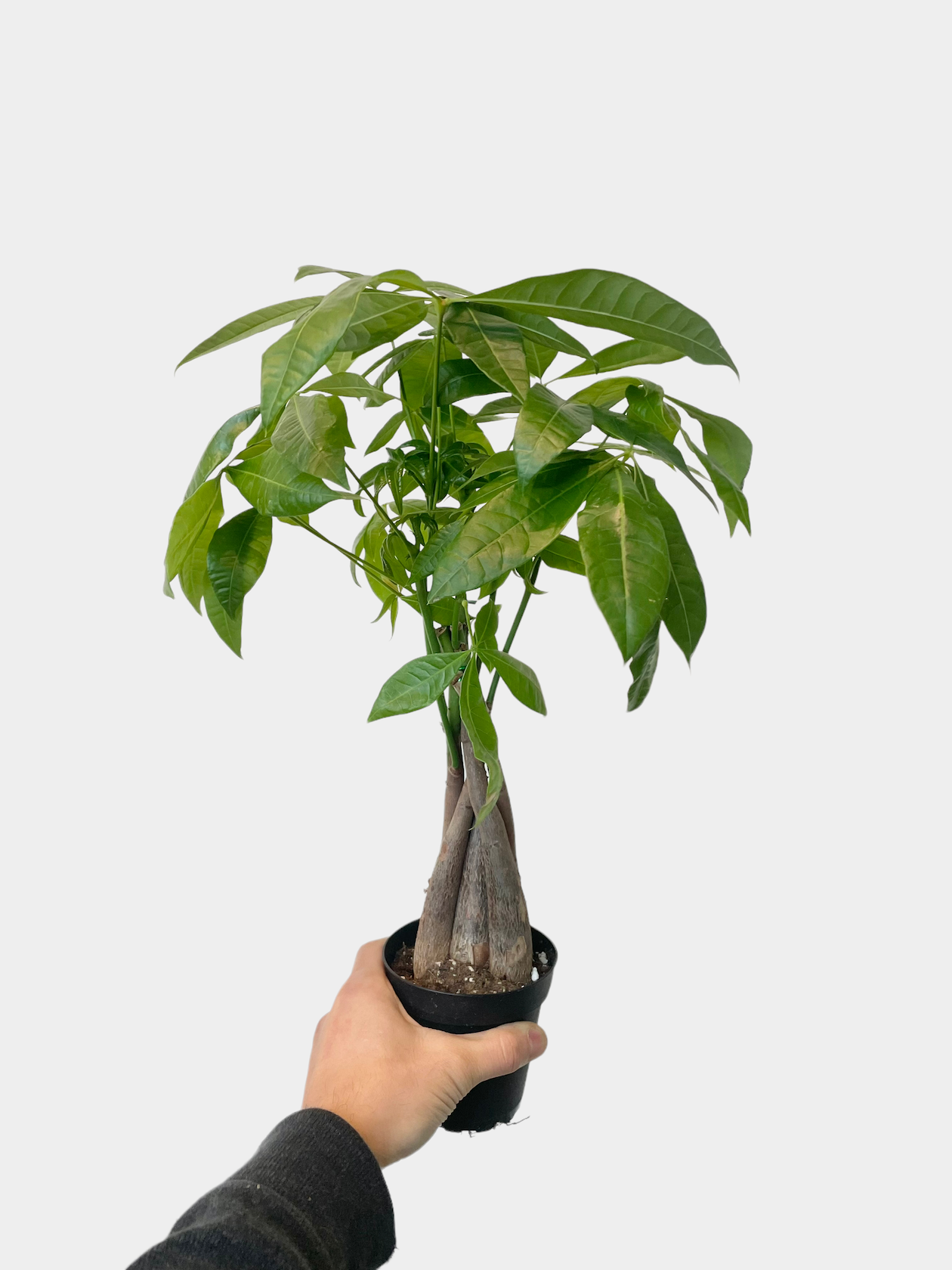 Pachira aquatica aka Money Tree