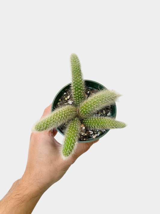 Cleistocactus winteri ssp. colademononis (Monkey Tail Cactus)