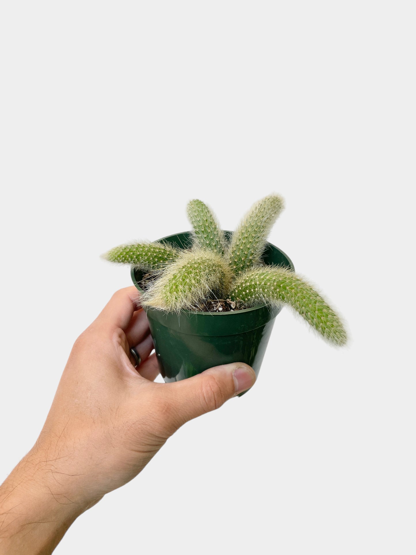 Cleistocactus winteri ssp. colademononis (Monkey Tail Cactus)