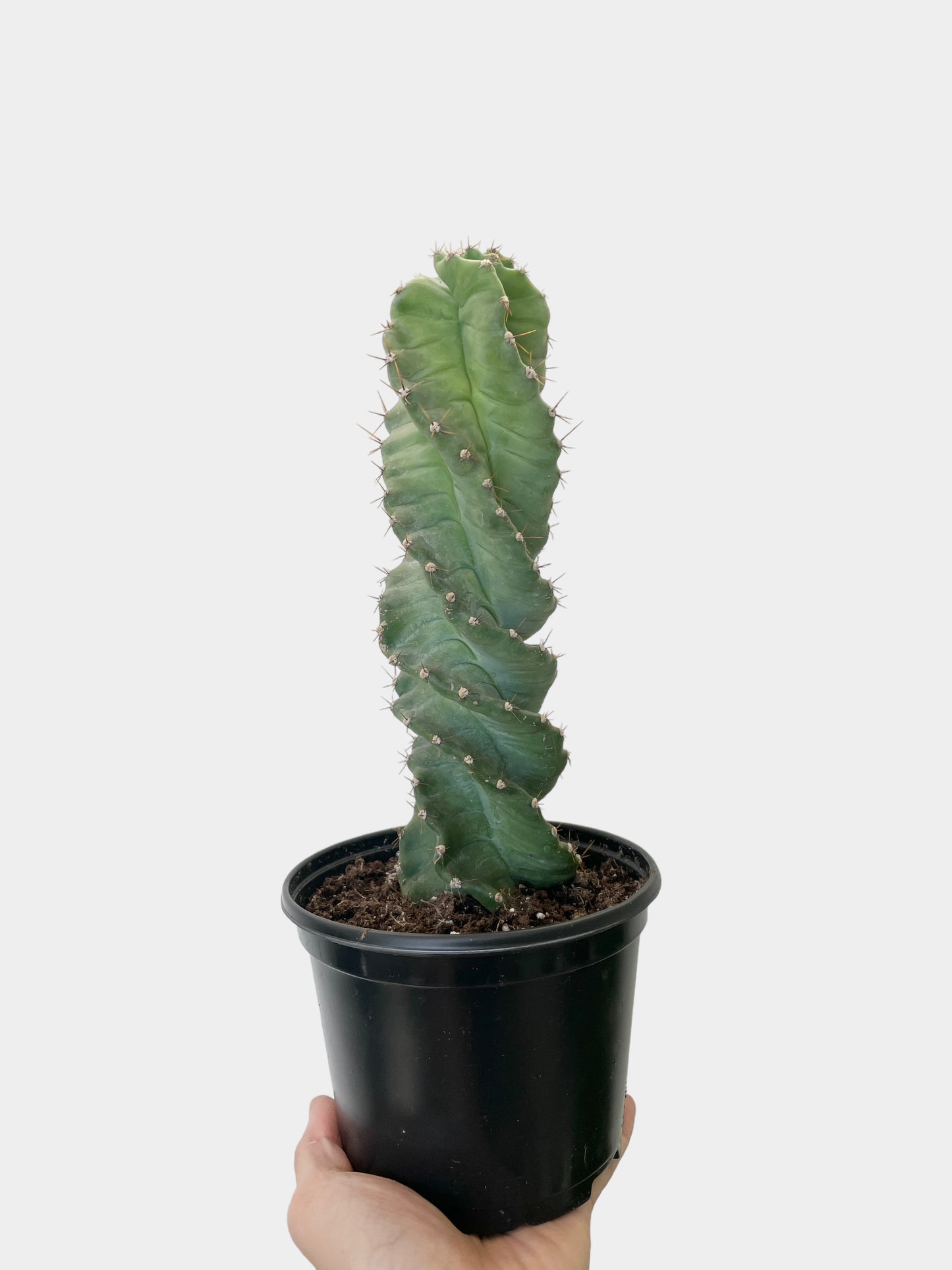 Cactus Cereus forbesii 'spiralis'