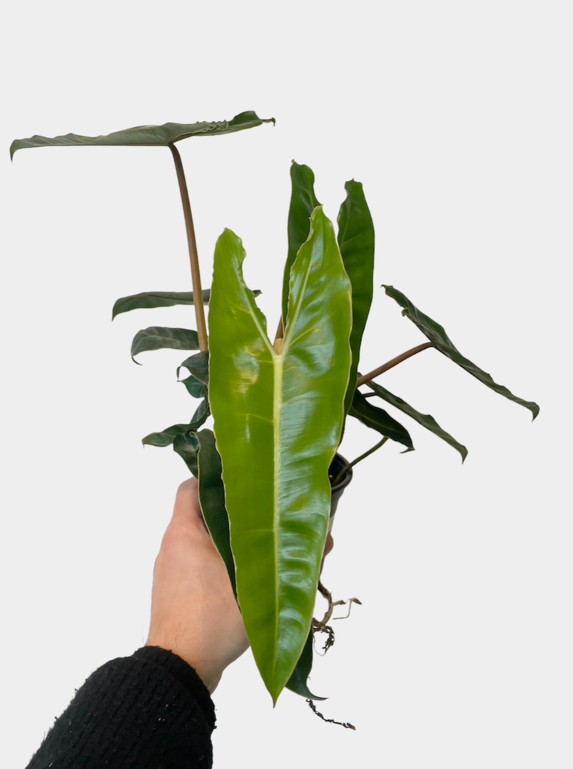 Philodendron billietiae