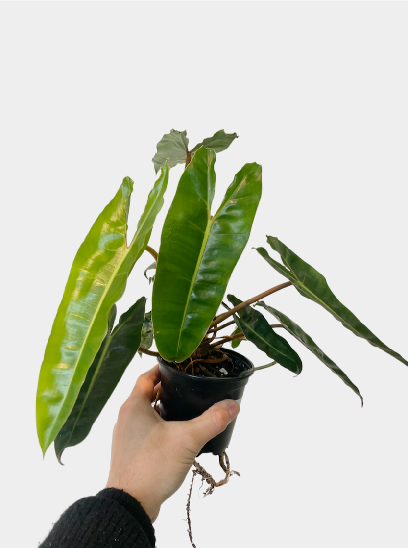 Philodendron billietiae