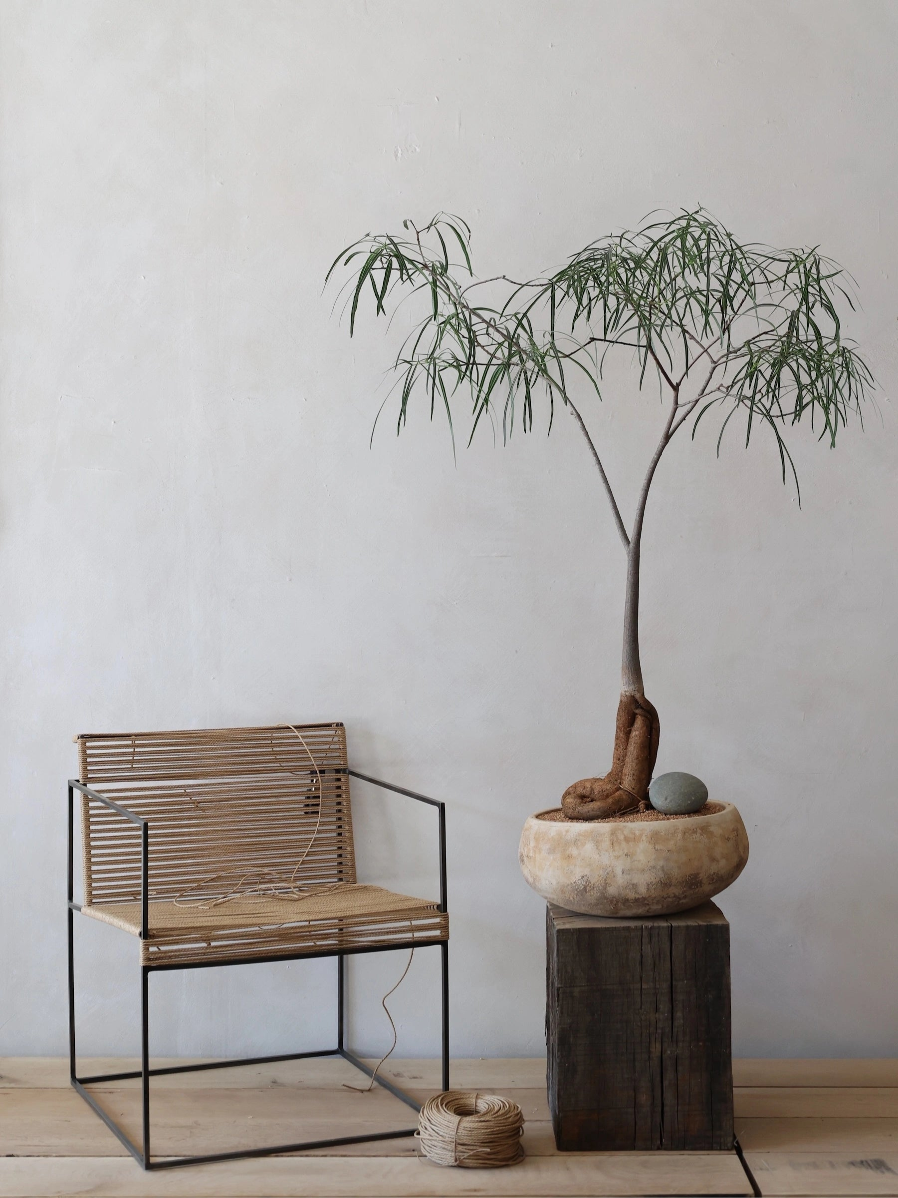 A Queensland Bottle Tree (Brachychiton rupestris) with a distinctive bulbous trunk, displayed in a pot on a wooden stand, next to a modern metal and wood chair in a bright interior setting.