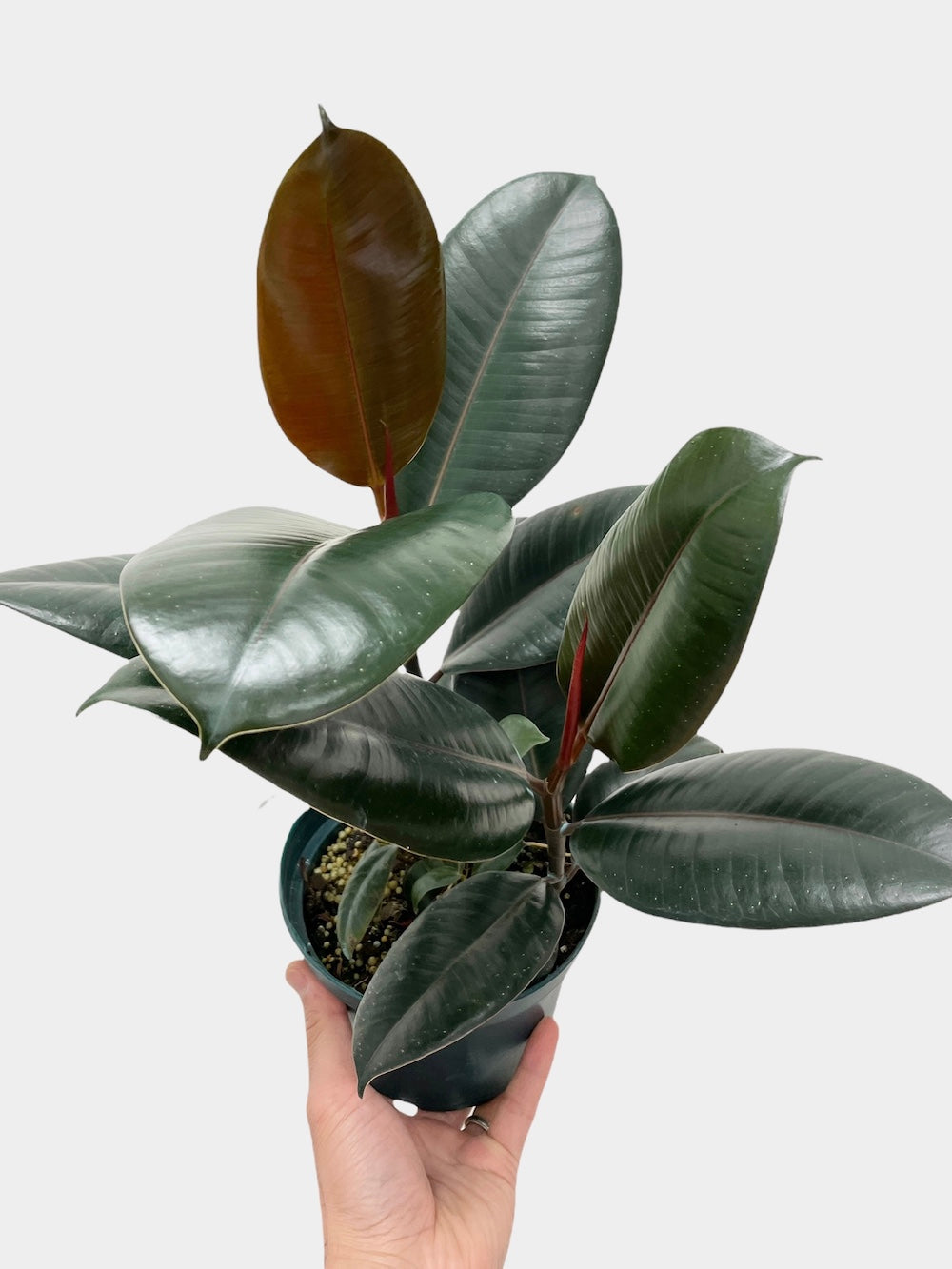 Ficus Elastica Burgundy aka Rubber Plant - Bush Form